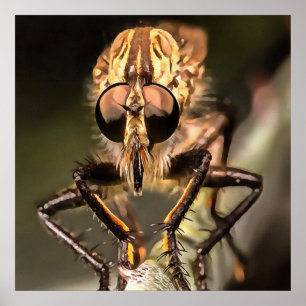 Robber Fly Profile Asildae Artistic Close Up Poster