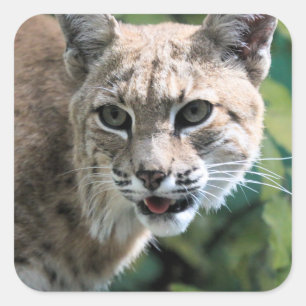 Robert J. Bobcat Square Sticker