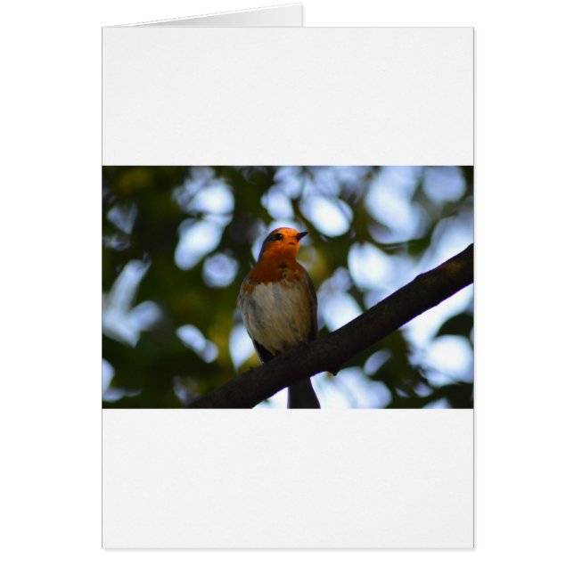 Robin (Front)