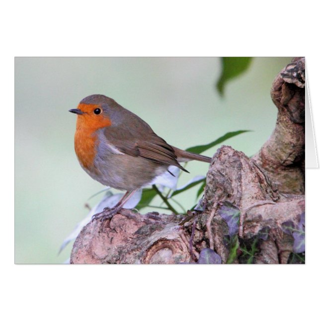 Robin (Front Horizontal)