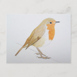 Robin 2011 postcard