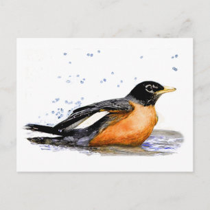 Robin Bathing Postcard