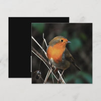 Robin Being Bright On A Dull Day Acrylic Art