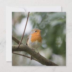 Robin Bird Nature Photo Card