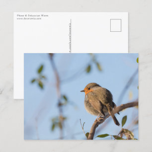 Robin Bird Nature Photo Postcard