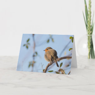 Robin Bird Nature Photograph Card