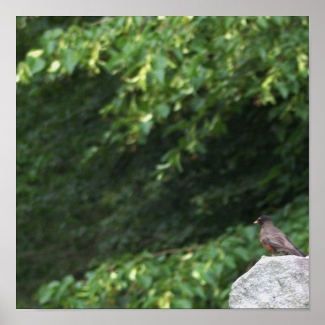 Robin Bird Photo Poster (Front)