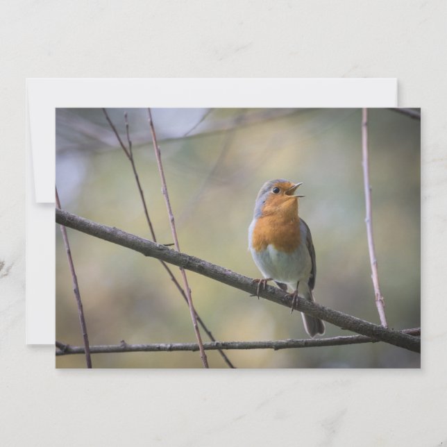Robin Bird Wildlife Photo Card (Front)