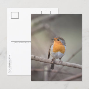 Robin Bird Wildlife Photo Postcard