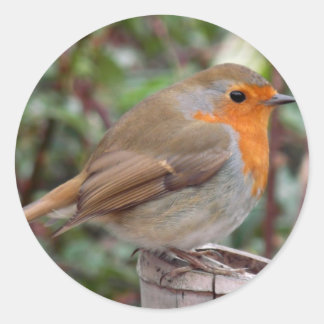 Robin Classic Round Sticker