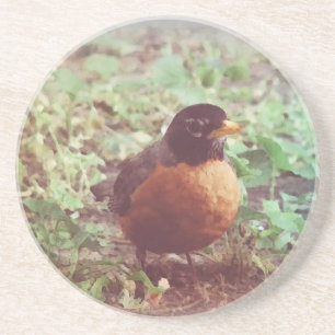 Robin Coaster