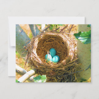 Robin Eggs in a Backyard Tree Nest