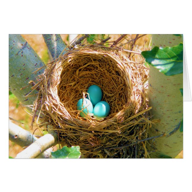 Robin Eggs in a Backyard Tree Nest (Front Horizontal)