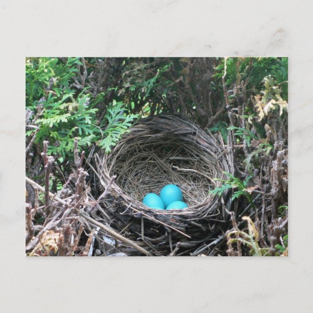 Robin Eggs in Nest Postcard (Front)