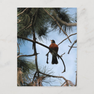 Robin in a pine tree postcard