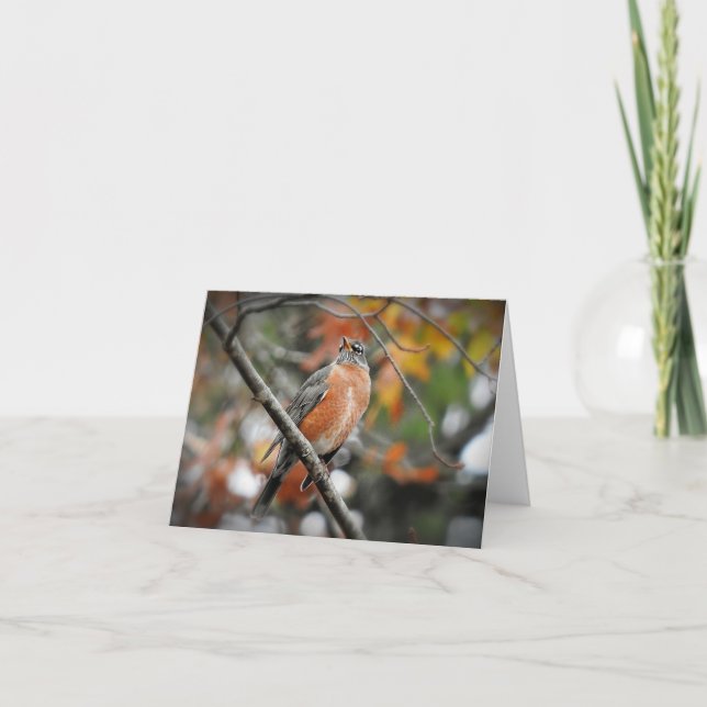 Robin in a tree blank inside card (Front)