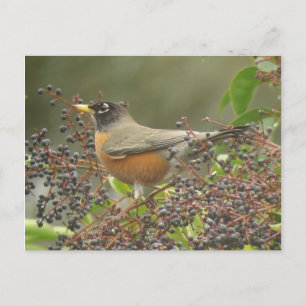 Robin in Berries Postcard