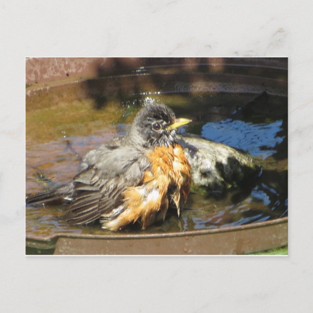 Robin In Bird Bath Postcard (Front)