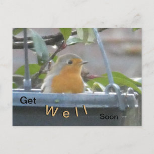 Robin in Plant Pot Get Well Soon Postcard