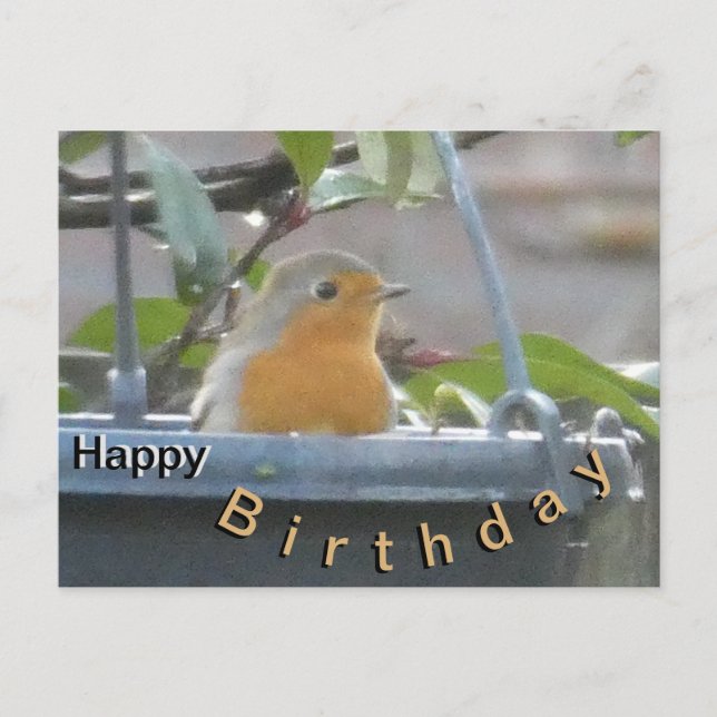 Robin in Plant Pot Happy Birthday Postcard (Front)