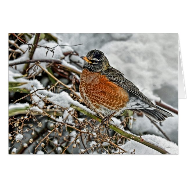Robin in Snow (Front Horizontal)
