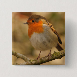 Robin in Sunshine 15 Cm Square Badge