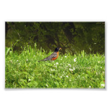 Robin in the Grass