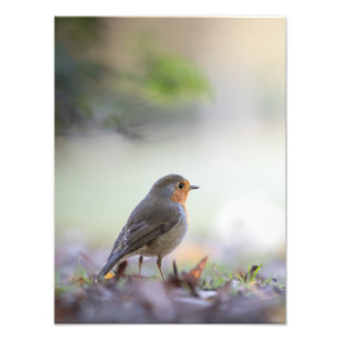 Robin Nature Photo