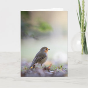 Robin Nature Photo Card
