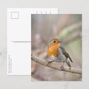 Robin Nature Photo Postcard