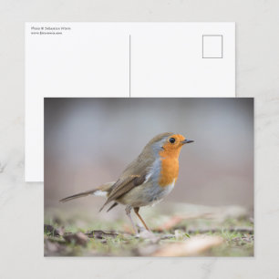Robin Nature Photo Postcard