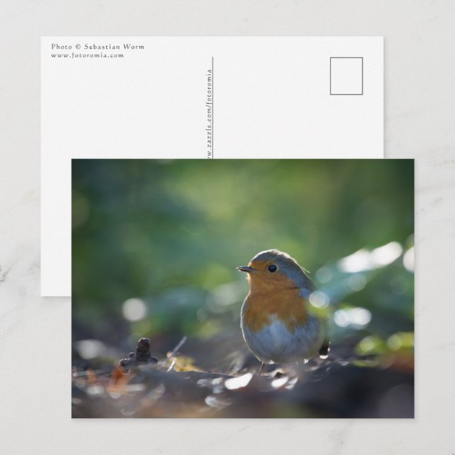 Robin Nature Photo Postcard (Front/Back)