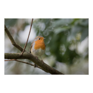 Robin Nature Photo Poster