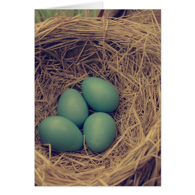 Robin Nest and Eggs (Front)