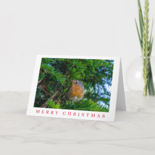 Robin on a tree Christmas card