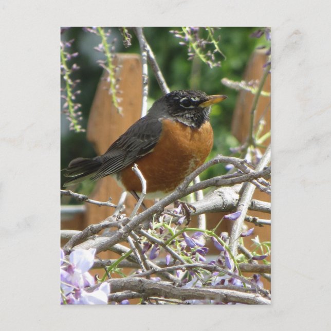 Robin On Branch Postcard (Front)