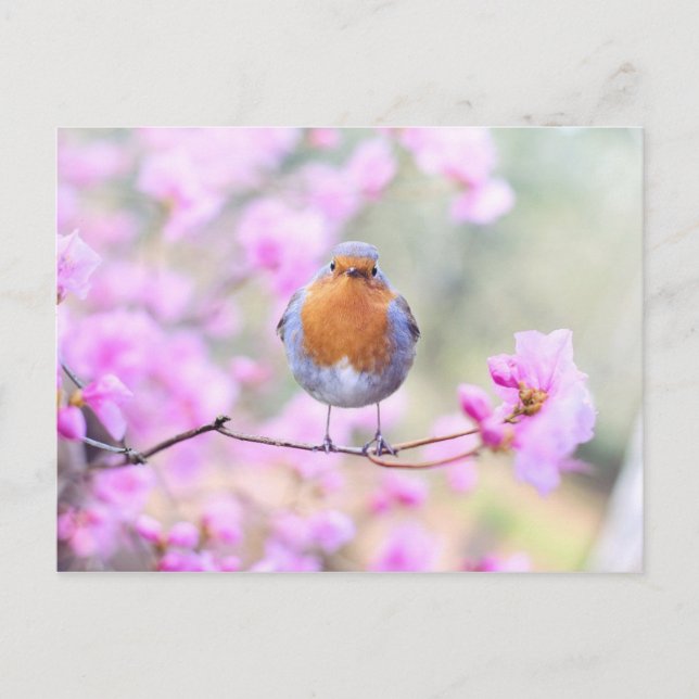Robin on Branch Postcard (Front)