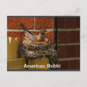 Robin on Nest Postcard