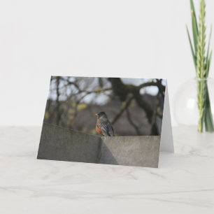 Robin on Wall Card