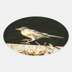 Robin Oval Sticker