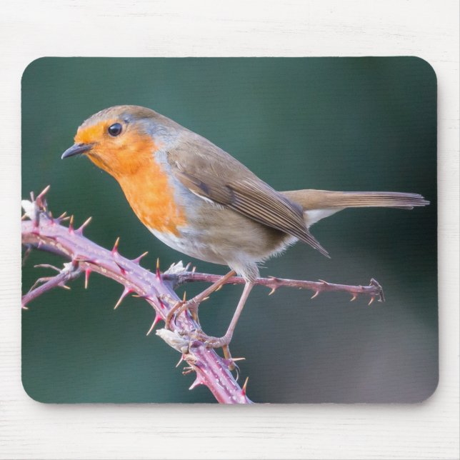 Robin Perched on a Blackberry Branch Mouse Pad (Front)