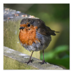 Robin Perched On A Fence  Photo Print