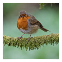 Robin perched on a moss covered tree branch
