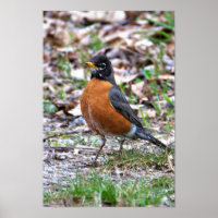 Robin Photo