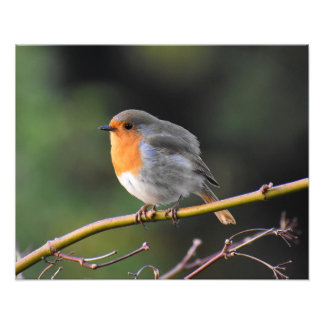 Robin Photo Print