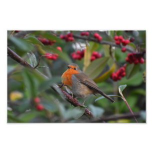 Robin photo print
