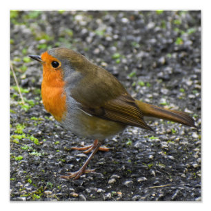 Robin photo print
