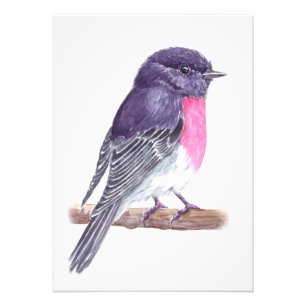 Robin Photo Print
