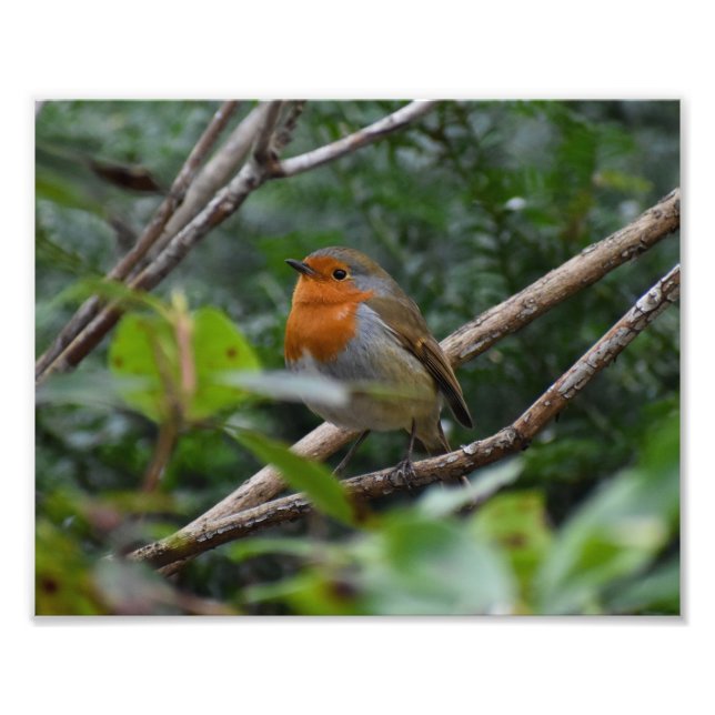 Robin Photo Print (Front)