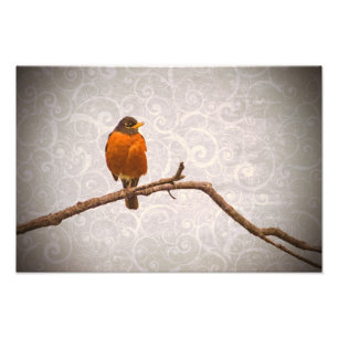 Robin Photo with Damask Swirl Design Print